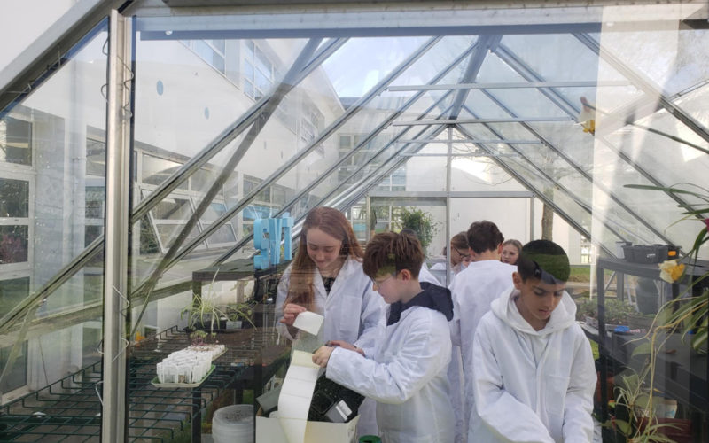 Des élèves du Collège Immaculée de Saint-Grégoire en pleine séance de jardinage dans la serre pédagogique, entourés de plantations de tomates, poivrons et œillets d'Inde.