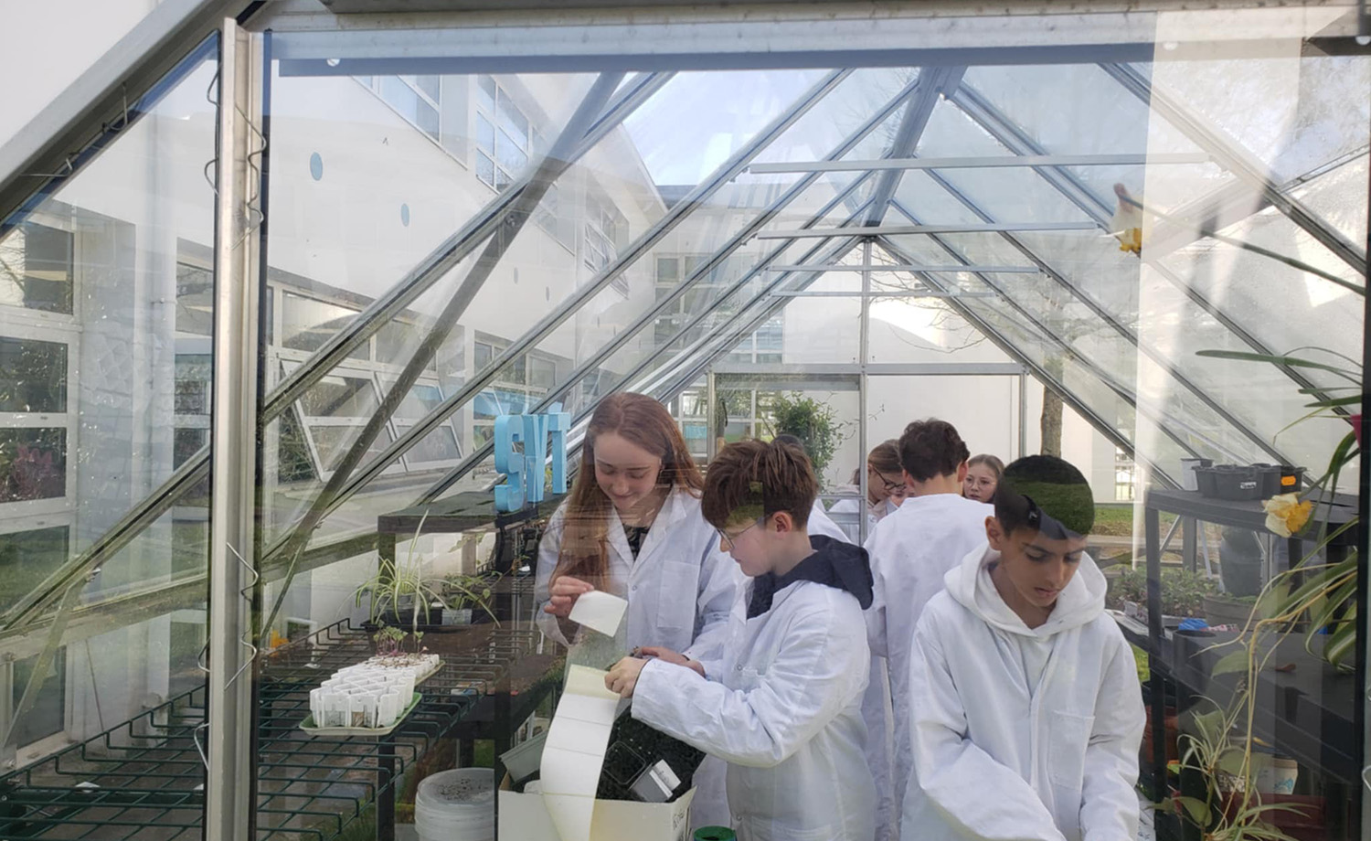 Des élèves du Collège Immaculée de Saint-Grégoire en pleine séance de jardinage dans la serre pédagogique, entourés de plantations de tomates, poivrons et œillets d'Inde.